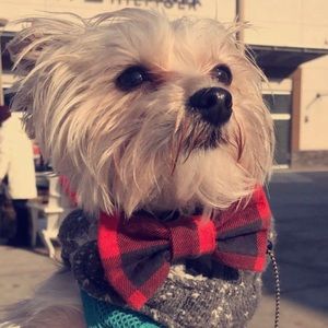 Meet your Posher, Abby